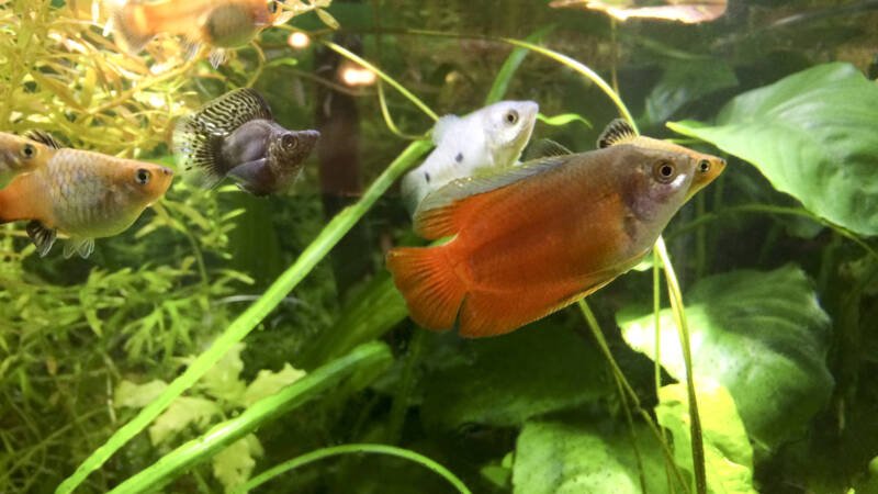 Black Ballon Molly swimming with Red Flame Dwarf and Three spots Gouramis and Golden Platies in a densely decorate with live plants tropical community aquarium