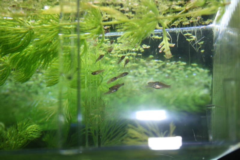Molly and its young fry swimming under floating plants in aquarium