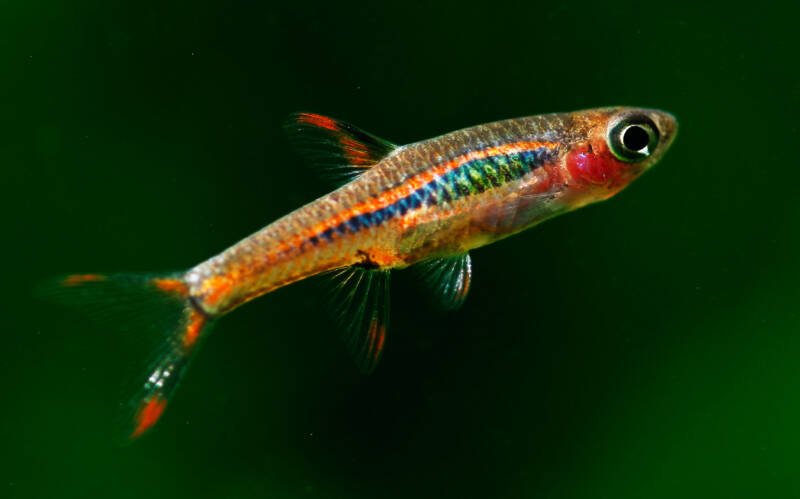 Boraras Brigittae commonly known as Mosquito or Chili Rasbora clos-up on a green background