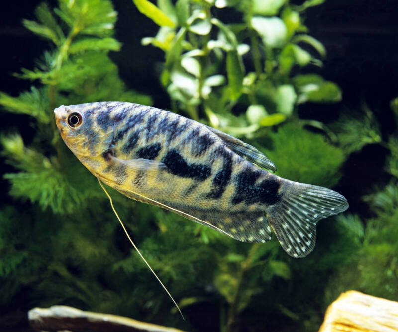 Blue Cosby marbled Gourami (Trichogaster trichopterus) swimming in a planted aquarium