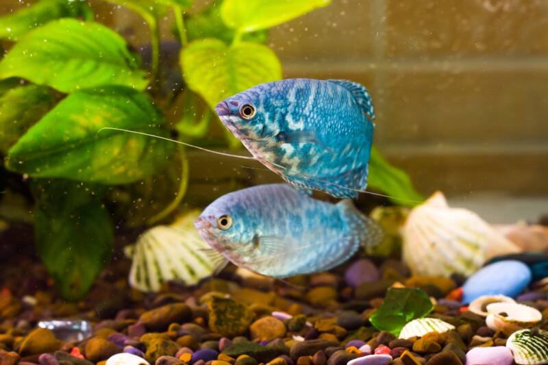 Trichopodus trichopterus also known as opaline gouramis swimming in aquarium with green plants