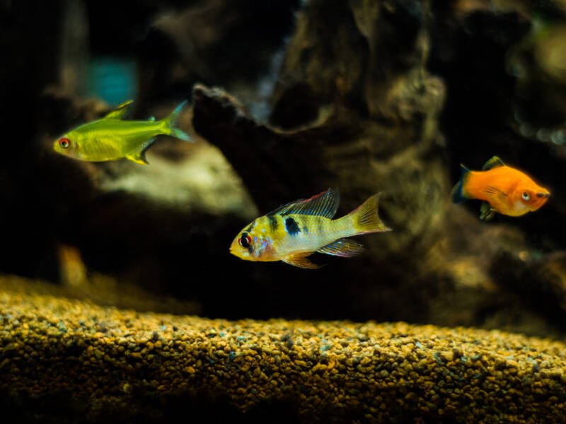 Ram cichlid, lemon tetra y red wagtail platy en un acuario tropical comunitario