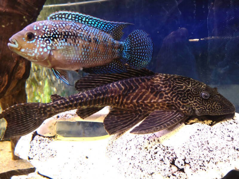Jack Dempsey fish and plecostomus in freshwater aquarium