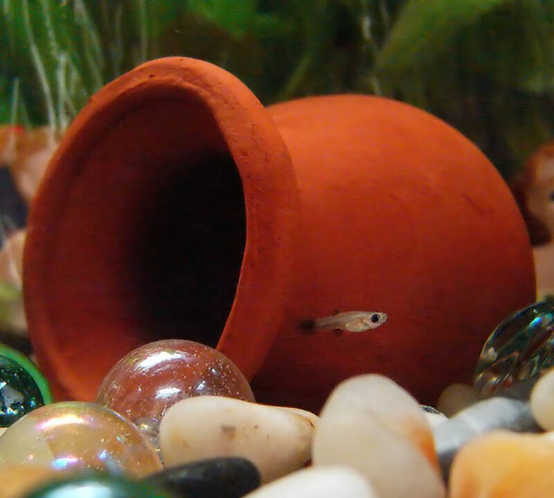 Alevines de una semana de guppy (Poecilia reticulata), un pez vivíparo