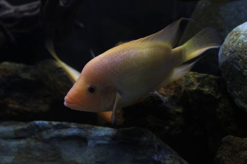 Female of Red Devil Cichlid is swimming in a freshwater aquarium