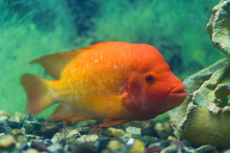 Big red devil cichlid swimming in a freshwater aquarium