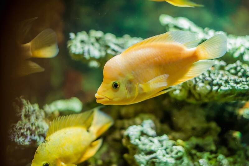 Amphilophus labiatus also known as Red Devil Cichlid is swimming in community tank