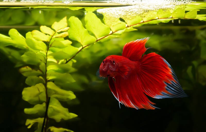 Red spade tail halfmoon betta fish in a planted aquarium