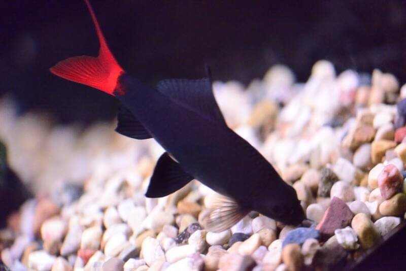 Epalzeorhynchos bicolor also known as red tail freshwater shark searching for food in aquarium gravel