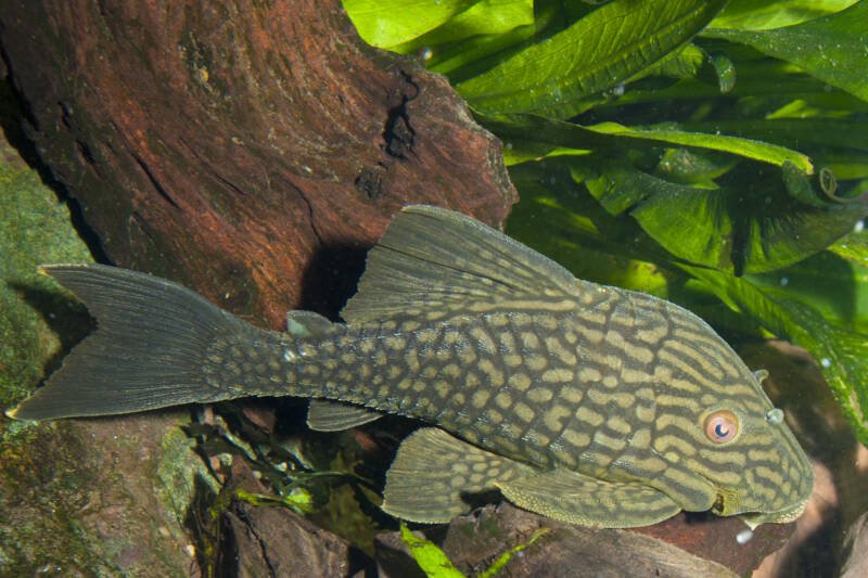 Panaque nigrolineatus commonly known as Royal Panaque Pleco on a driftwood in aquarium 