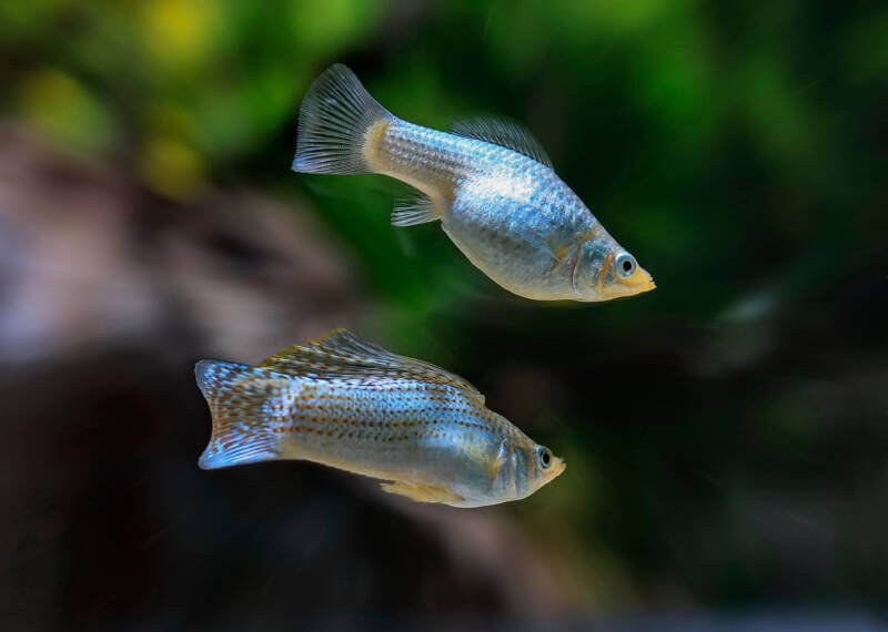 A couple of Poecilia latipinna known as sailfin mollies swimming together in a brackish planted aquarium