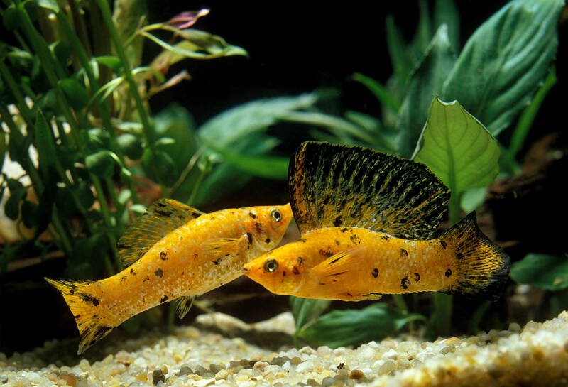 A couple of Yucatan sailfin mollies swimming together in a planted aquarium