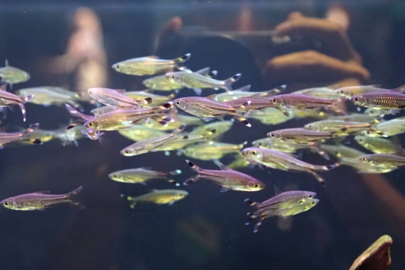 Rasbora trilineata also known as scissortail rasboras are schoolling in a freshwater aquarium