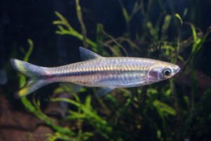 10 Types of Rasboras for Community Aquariums