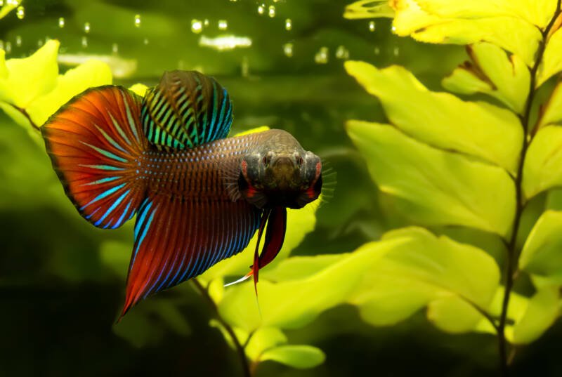 Spade tail Siamese fighting fish known also as Betta splendens swimming in a planted aquarium