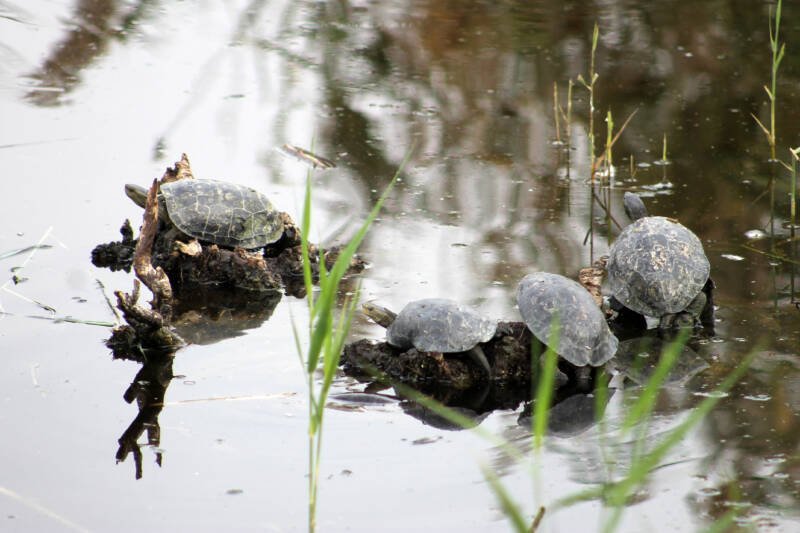 Mauremys caspica also known as Caspian turtles or striped-neck terrapins resting in a pond 