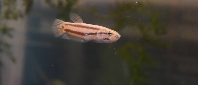 Female wild type betta fish 