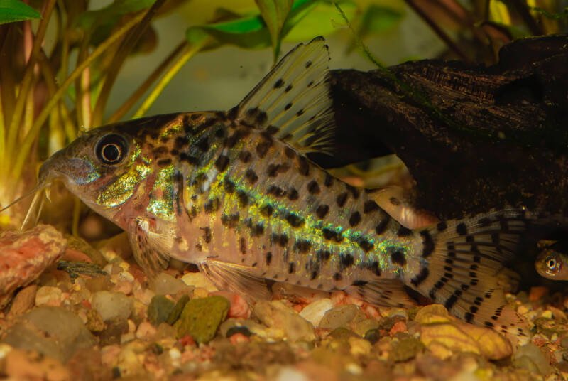 Agassizi corydoras with its striking spots over all body searching for food in a planted aquarium