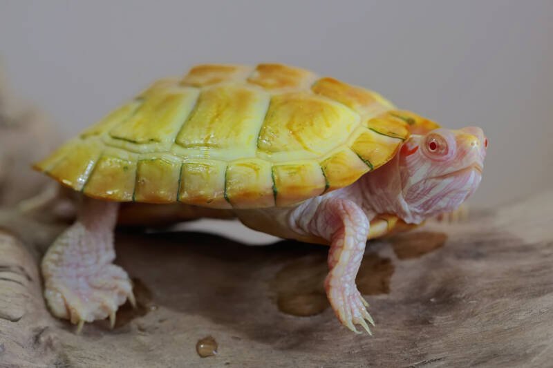 Albino red-eared turtle resting on a log 