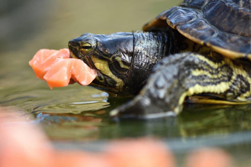Feeding time with pieces of salmon for aquarium turtle 