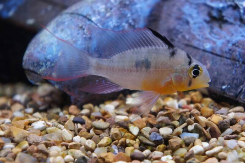 Mikrogeophagus altispinosus also known as Bolivian ram is swimming against aquarium rocks close to the bottom