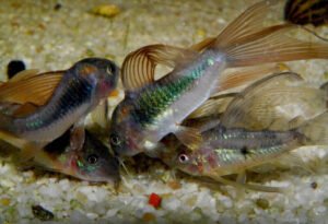 A school of bronze corydoras feeding on the bottom of aquarium