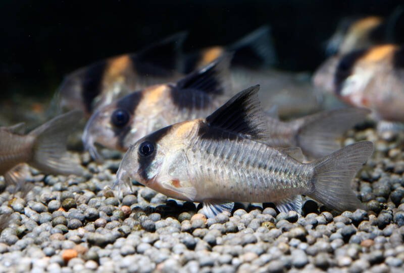 A group of Corydoras burgessi also known as Burgess' cory dwelling the gravel bottom of the aquarium