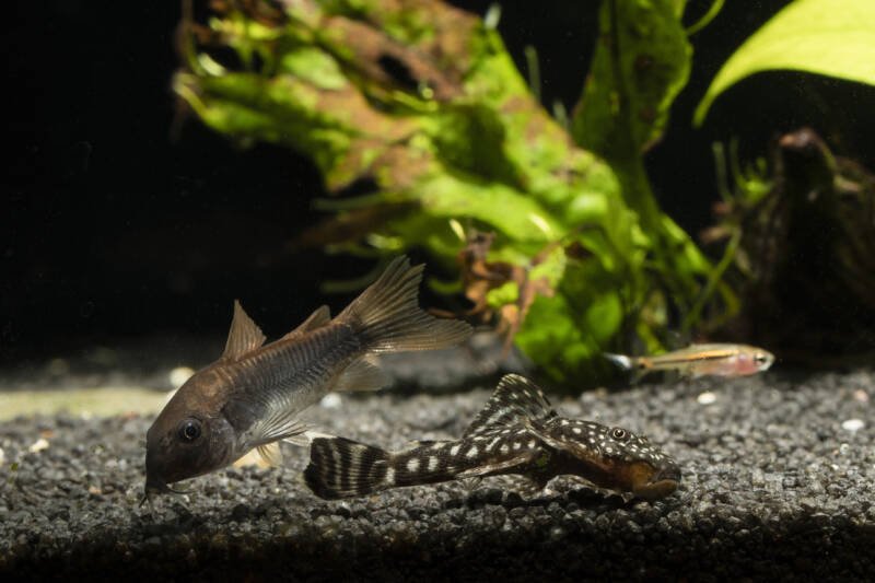 Boraras,Corydoras,Pterygoplichthys- three kinds of fish in the aquarium at the bottom