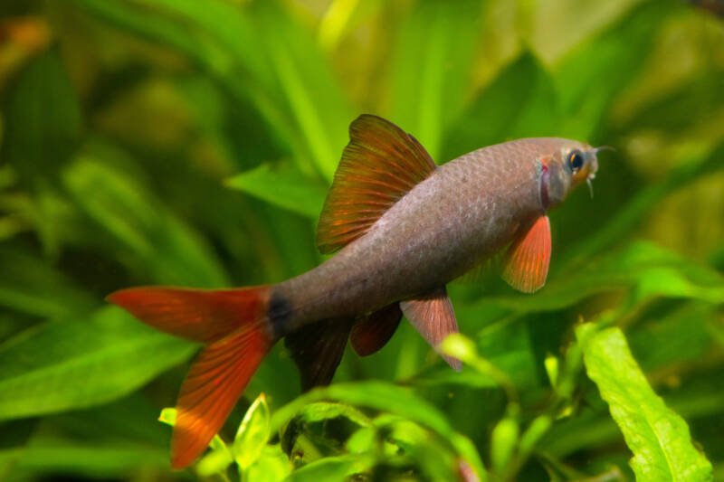 Epalzeorhynchos frenatus also known as Rainbow shark swimming in a planted freshwater aquarium