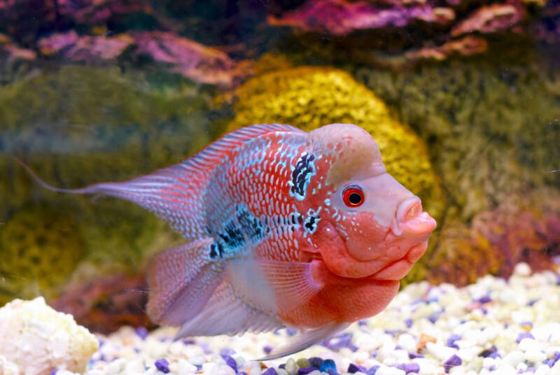 Flowerhorn cichlid male swimming in a decorated aquarium