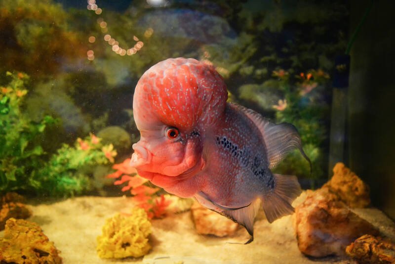 Beautiful male of Flowerhorn red crossbreed Cichlid swimming in freshwater aquarium