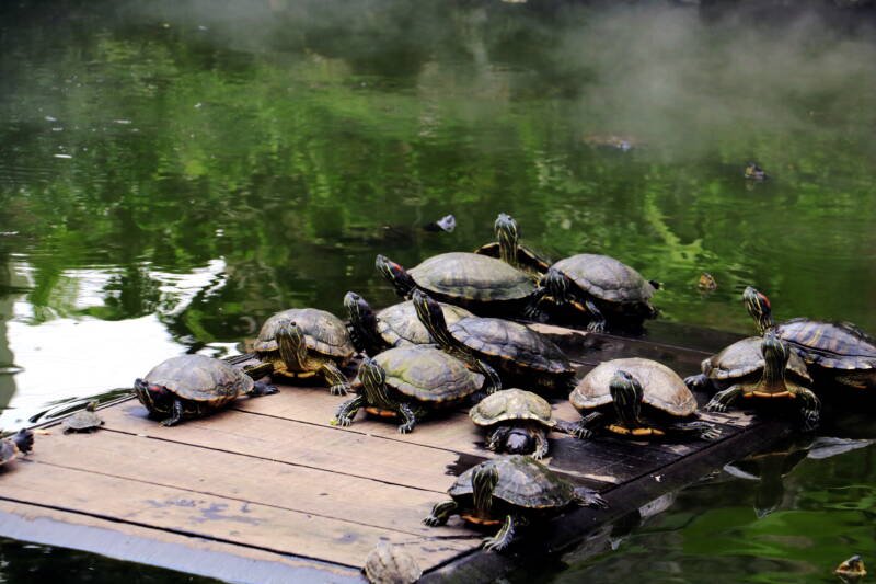 A group of aquatic turtles basking on the wood in river