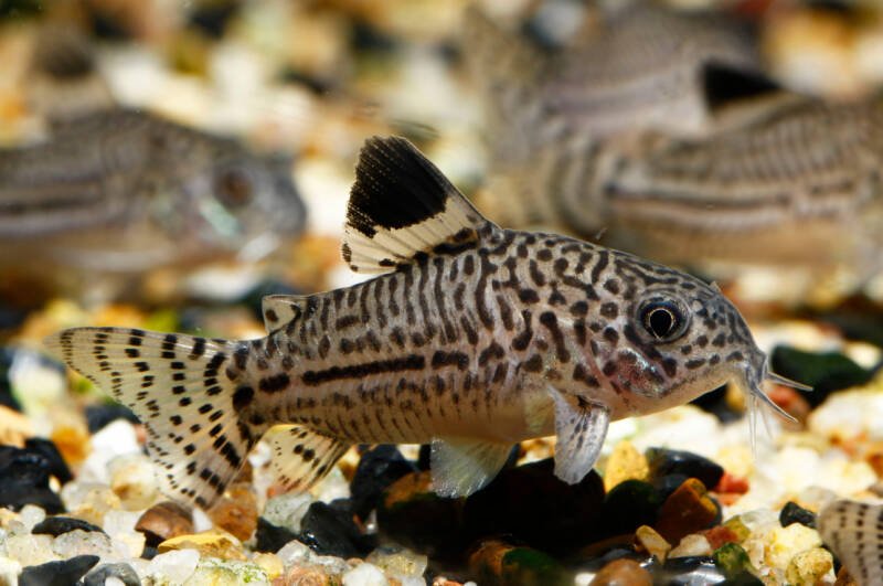 A close-up of a Corydoras julii known as well as Julii cory swimming on the bottom of aquarium 