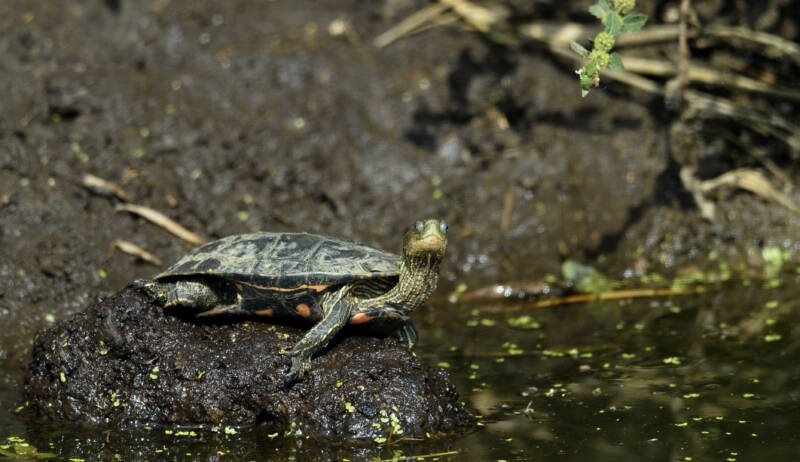 Mauremys caspica also known as Caspian pond turtle basking on a rock in a pond