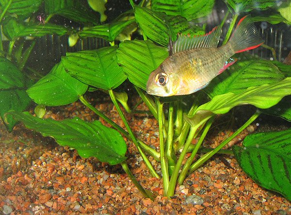 Mikrogeophagus altispinosus also known as Bolivian Ram swimming in a planted aquarium near by the gravel 