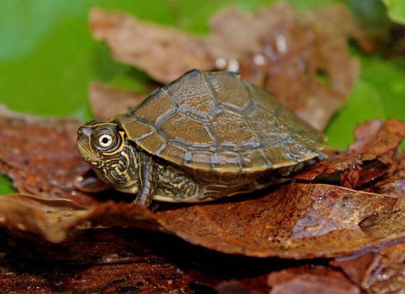 Close-up of Graptemys pseudogeographica commonly known as Mississippi Map Turtle on the leaves