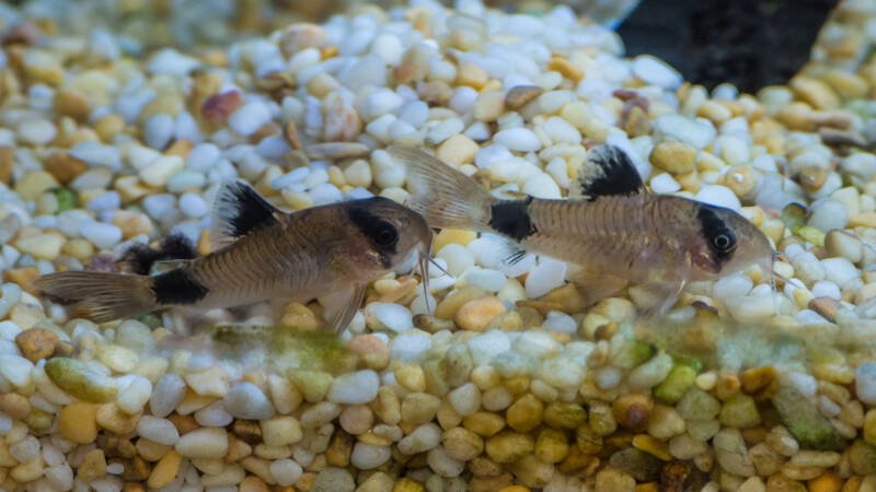 A couple of Corydoras agassizii also known as Agassizi cory swimming close to aquarium's gravel bottom