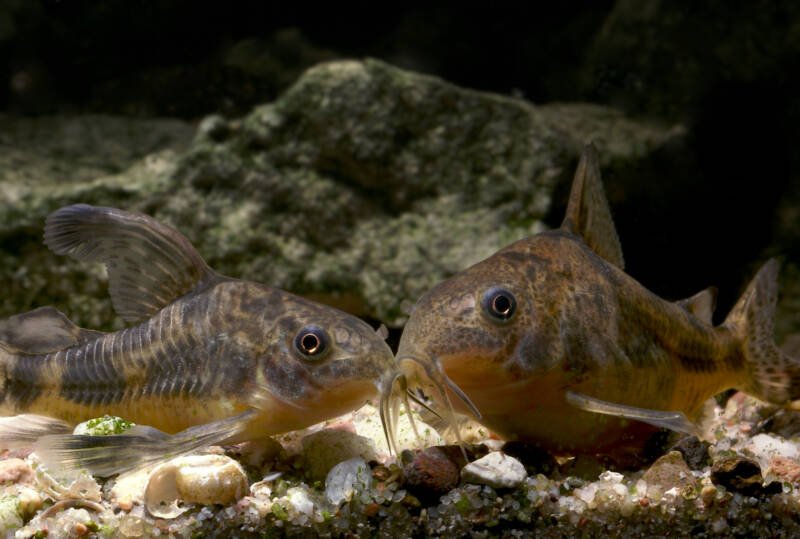 A couple of Corydoras paleatus commonly known as peppered corys dwelling aquarium bottom with rocks