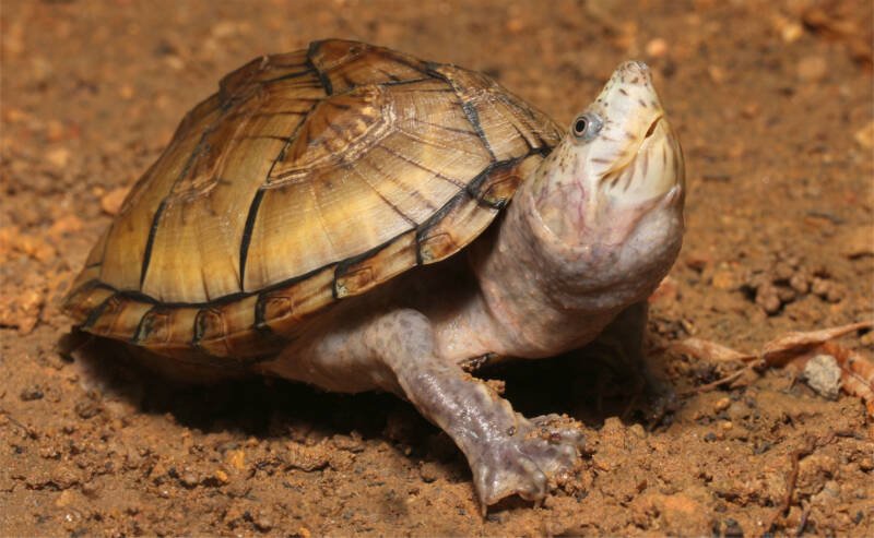 Razor-backed musk turtle also known as Sternotherus carinatus staying on the clay