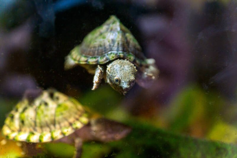 Sternotherus carinatus commonly known as Razor-baked musk turtle swimming in aquarium
