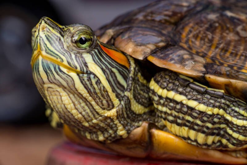 The extreme and close up view of green female red-eared slider turtle (Trachemys scripta elegans) lifting its head