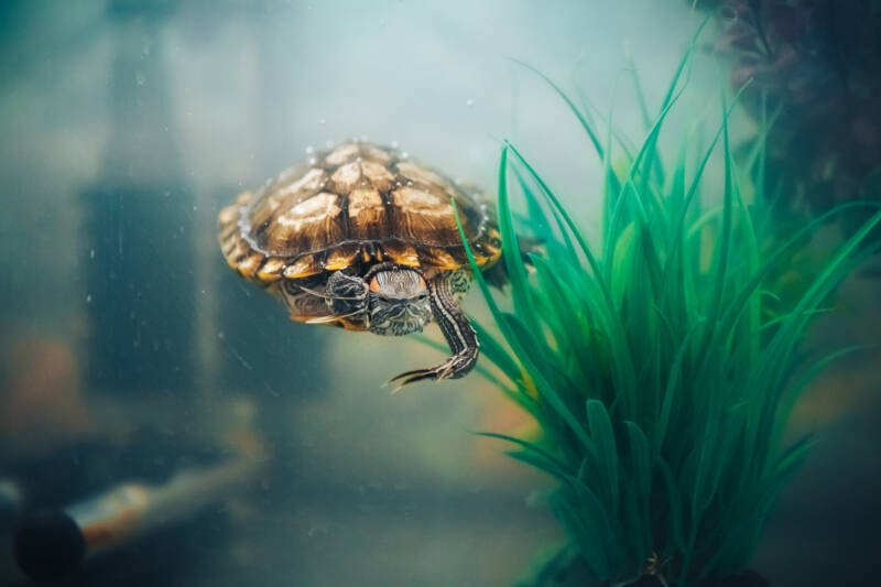 Red-eared slider turtle also known as red-eared-terrapin actively swimming in a planted aquarium