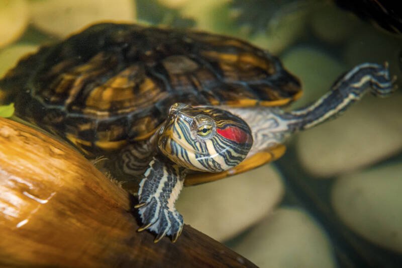 Trachemys scripta elegans also known as Red-eared slider swimming to the surface in aquarium
