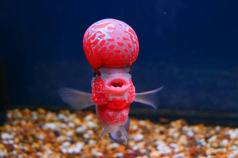 Flowerhorn cichlid with its huge red hump on a blue aquarium backgound