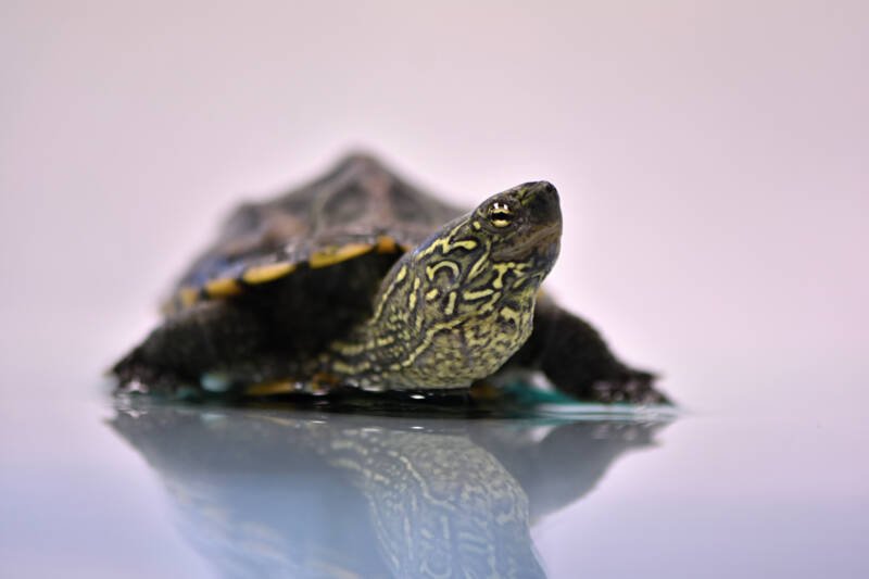 Mauremys reevesii also known as Reeves Turtle close-up on a grey background