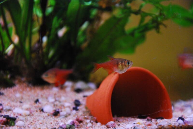 A school of Serpae tetras swimming againts live aquarium plants and decoration