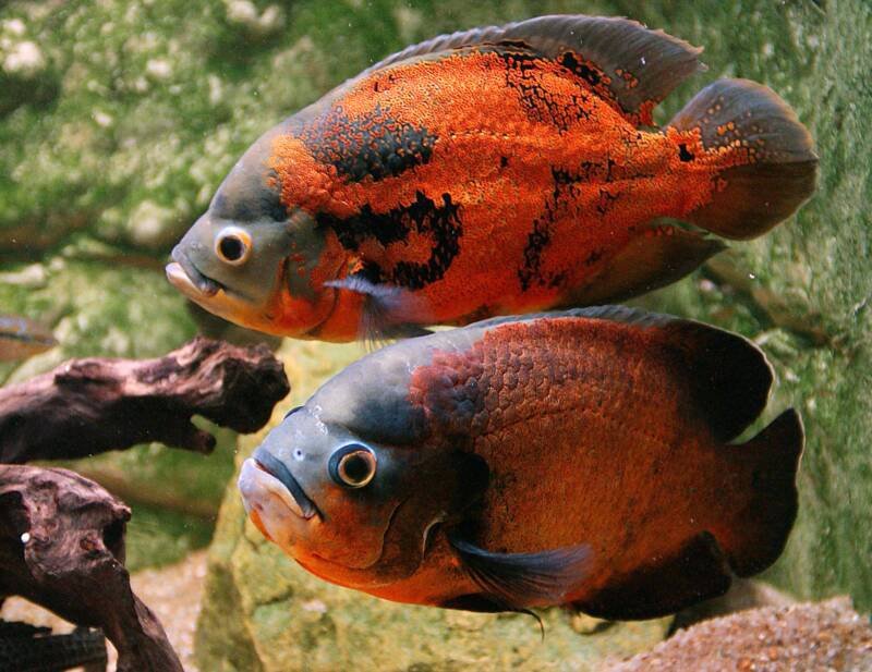Two Oscar fish swimming in a planted aquarium