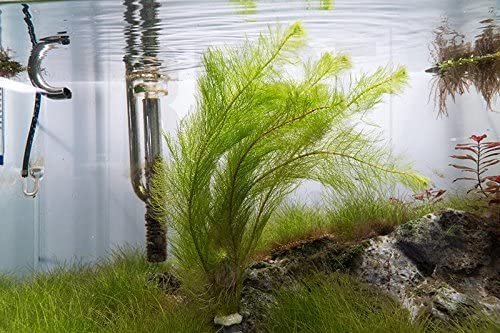 La planta acuática Myriophyllum es una buena opción para un acuario plantado con serpae tetras