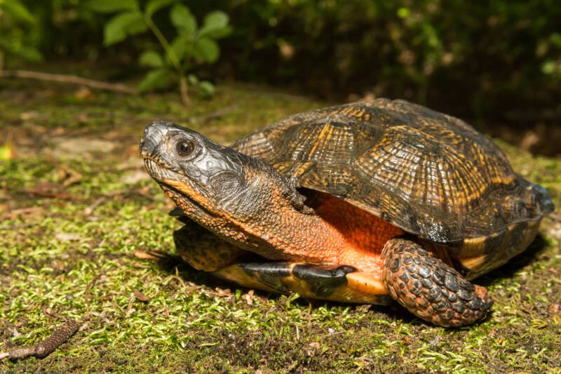 Glyptemys insculpta also known as Wood Turtle resting on a grass