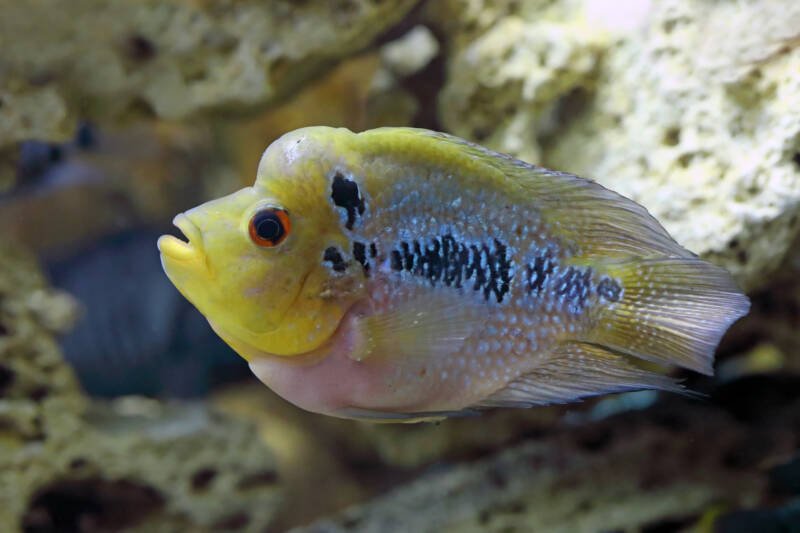 Yellow flowerhorn swimming fast in freshwater aquarium setup